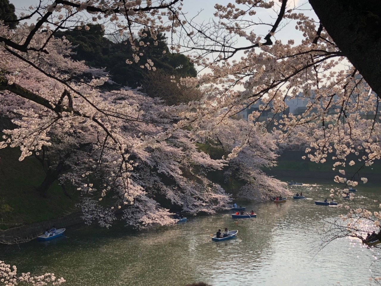 sakura